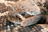 DTZ01165569 diamantratelslang / Crotalus adamanteus