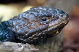 DTZ01165574 pijnappelskink / Tiliqua rugosa