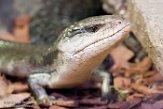 DTZ01165577 gewone blauwtongskink / Tiliqua scincoides