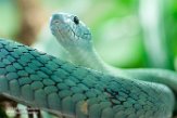 DTZ01165584 groene mamba / Dendroaspis viridis