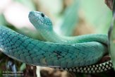 DTZ01165587 groene mamba / Dendroaspis viridis