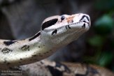 DTR01191451 boa constrictor / Boa constrictor