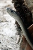 DTR01191465 zwarte mamba / Dendroaspis polylepis