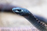 DTR01191483 Arabische cobra / naja arabica