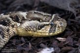 DTR01191512 diamantratelslang / Crotalus adamanteus