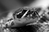 DTR01191529 Texaanse ratelslang / Crotalus atrox