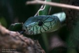 DTR01191550 groene mamba / Dendroaspis viridis