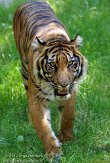 DNR01126838 Sumatraanse tijger / Panthera tigris sumatrae