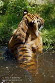 DNR01126851 Sumatraanse tijger / Panthera tigris sumatrae