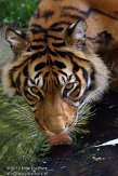 DNR01126867 Sumatraanse tijger / Panthera tigris sumatrae