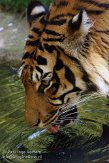 DNR01126871 Sumatraanse tijger / Panthera tigris sumatrae