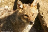 DNR01126953 Europese goudjakhals / Canis aureus moreotica