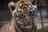 DNR01191364 Sumatraanse tijger / Panthera tigris sumatrae