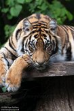 DNZ01201871 Sumatraanse tijger / Panthera tigris sumatrae