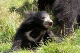 DNZ01202015 Indische lippenbeer / Melursus ursinus ursinus