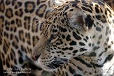 DZS01082686 jaguar / Panthera onca
