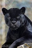 DZS01082715 jaguar / Panthera onca
