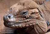 DZS01082729 neushoornleguaan / Cyclura cornuta