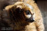 DZS01082744 roodbuikmaki / Eulemur rubriventer