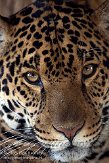 DZS01082874 jaguar / Panthera onca