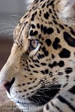 DZS01082876 jaguar / Panthera onca