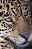 DZS01082882 jaguar / Panthera onca