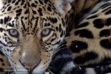 DZS01082889 jaguar / Panthera onca