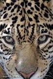DZS01082891 jaguar / Panthera onca