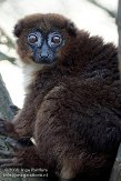 DZS01082918 roodbuikmaki / Eulemur rubriventer