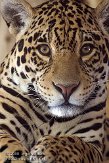 DZS02089425 jaguar / Panthera onca