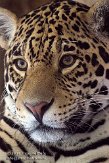 DZS02089432 jaguar / Panthera onca