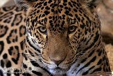 DZS02089484 jaguar / Panthera onca