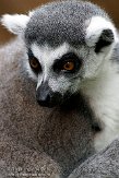 DST0109B274 ringstaartmaki / Lemur catta