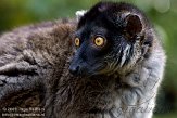 DST0109B325 bruine maki / Eulemur fulvus