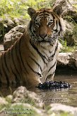 DTS01086876 Siberische tijger / Panthera tigris altaica