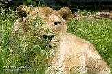 DTS01086916 Aziatische leeuw / Panthera leo persica