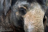 DWS01082454 Aziatische olifant / Elephas maximus