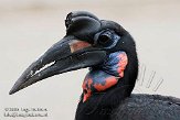 DWS01082478 noordelijke hoornraaf / Bucorvus abyssinicus