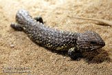 DWS01082536 pijnappelskink / Tiliqua rugosa