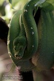 DWS01082568 groene boompython / Morelia viridis