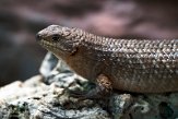 DWS01213385 doornstaartskink / Egernia stokesii