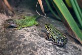 DWS01213494 westelijke smaragdhagedis / Lacerta bilineata, grote groene kikker / Pelophylax ridibundus