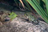 DWS01213498 westelijke smaragdhagedis / Lacerta bilineata, grote groene kikker / Pelophylax ridibundus