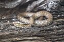 DWS01254879 adder / Vipera berus