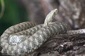 DWS01254882 adder / Vipera berus
