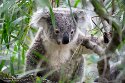 DWS01255179 Queensland koala / Phascolarctos cinereus adustus