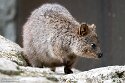DWS01255233 quokka / Setonix brachyurus