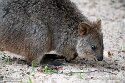 DWS01255365 quokka / Setonix brachyurus