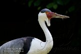 DVW01088099 lelkraanvogel / Grus carunculata