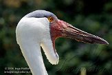 DVW01088106 lelkraanvogel / Grus carunculata